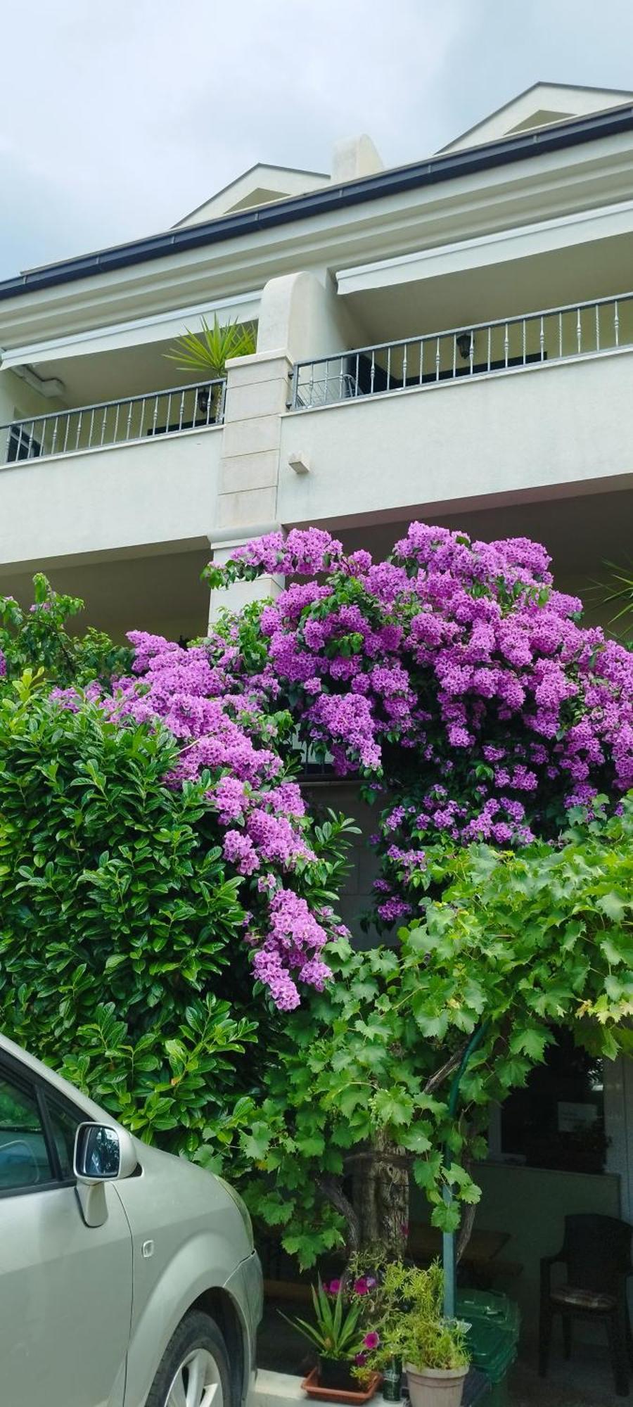 Puharic Apartament